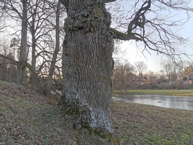 Pajiešmenių parko ąžuolas