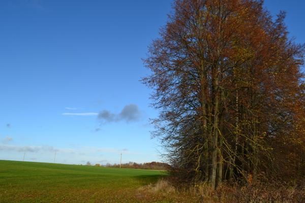 Naujapamūšio dvarvietė