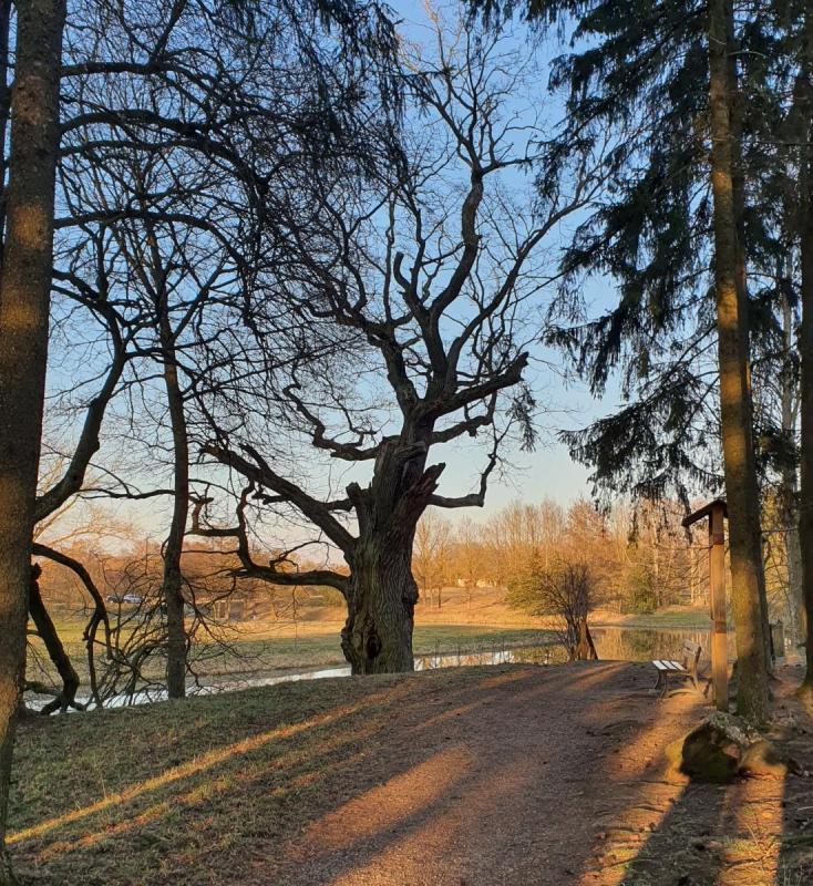 Pajiešmenių parko ąžuolas