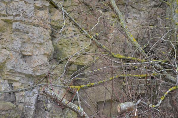 Skalių kalnas