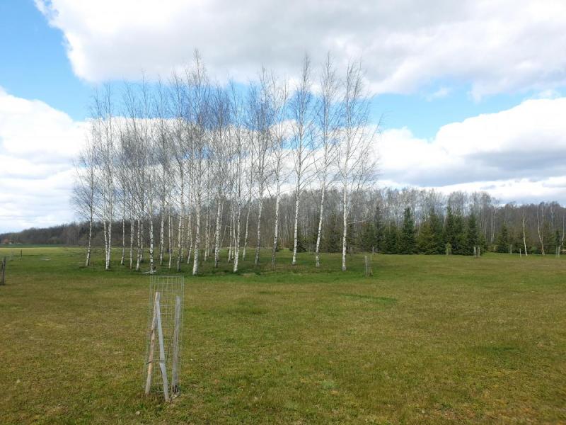 Vileišių parkas buvusioje Vileišių sodybvietėje