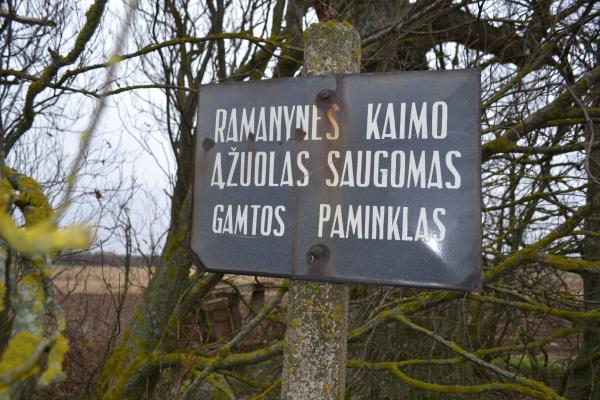 Ramanynės ąžuolas