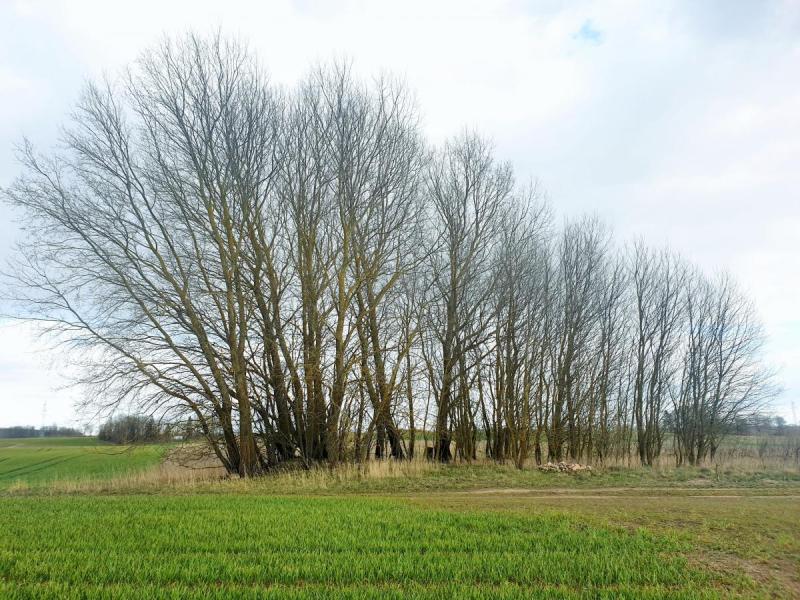 Pamiškių senkapis