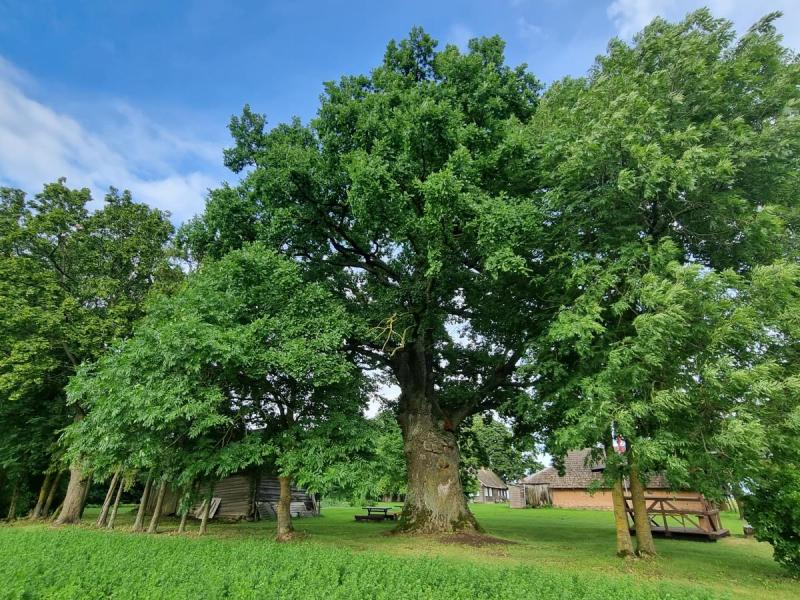 Girniūnų ąžuolas