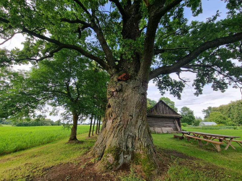 Girniūnų ąžuolas