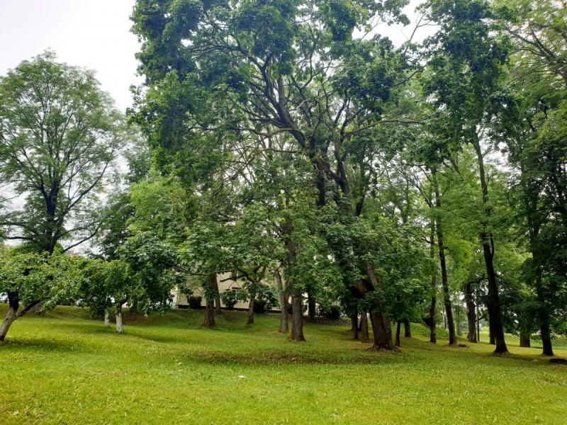 Pasvalio senosios klebonijos (Užupio) parkas