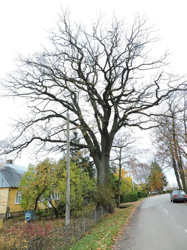 Titkonių ąžuolas