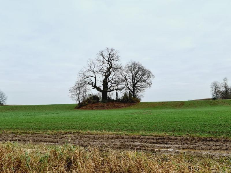 Žadeikonių ąžuolas
