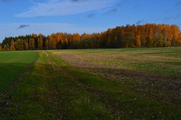 Pamiškių senovės gyvenvietės