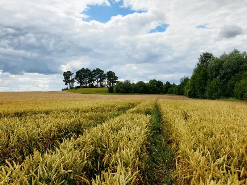 Lavėnų (Niurkonių) senkapis