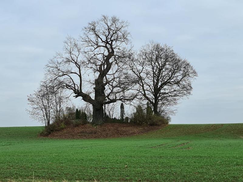 Žadeikonių ąžuolas