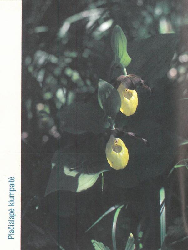 Lepšynės    botaninis draustinis