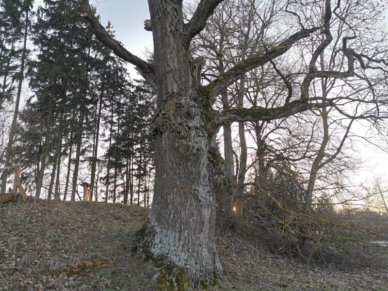 Pajiešmenių parko ąžuolas