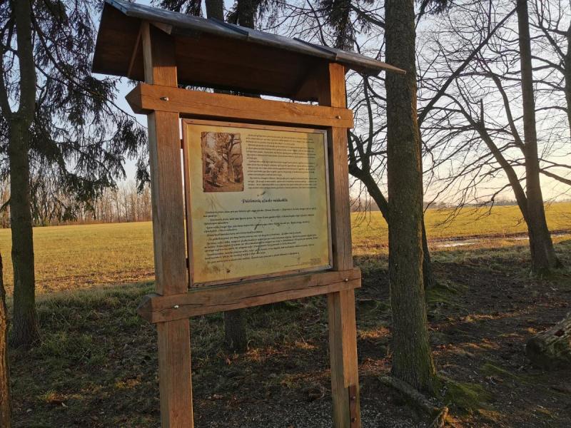 Pajiešmenių parko ąžuolas
