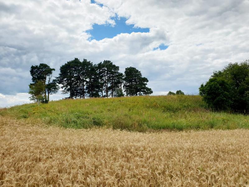 Lavėnų (Niurkonių) senkapis