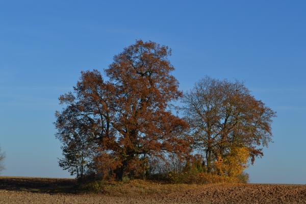 Žadeikonių ąžuolas