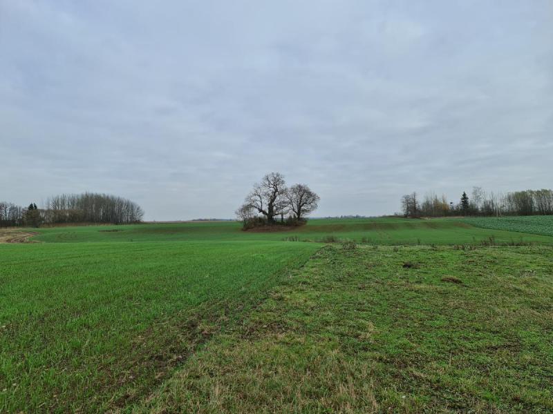 Žadeikonių ąžuolas