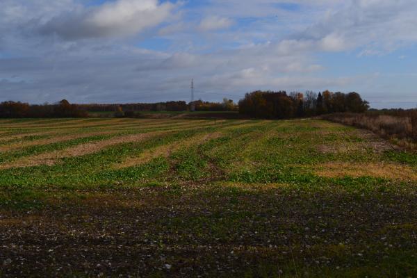 Pamiškių senovės gyvenvietės
