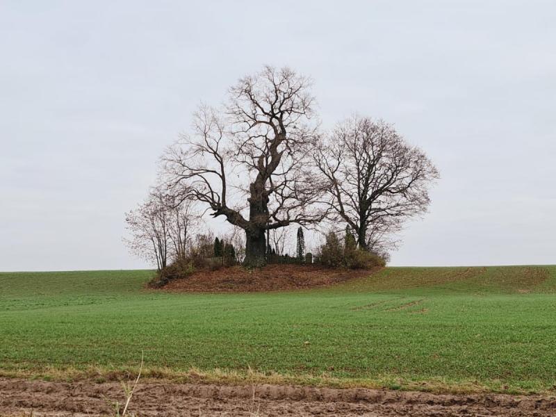 Žadeikonių ąžuolas
