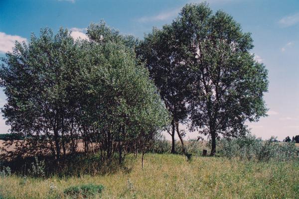 Pamiškių senkapis