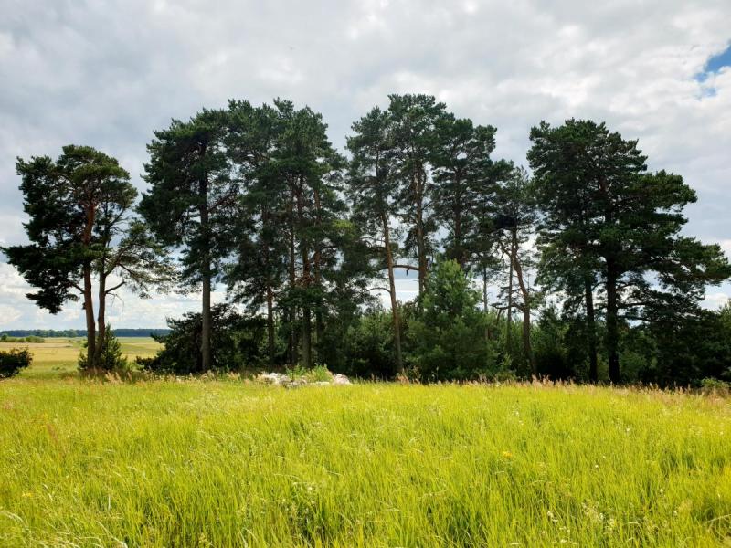 Lavėnų (Niurkonių) senkapis