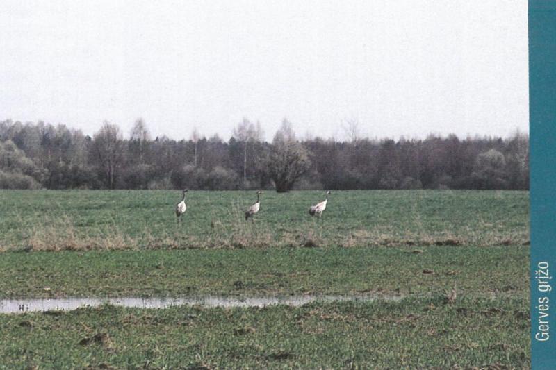 Kubiliūnų miško botaninis-zoologinis draustinis