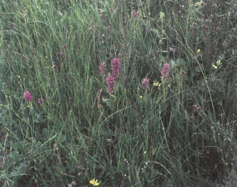 Lepšynės botaninis draustinis