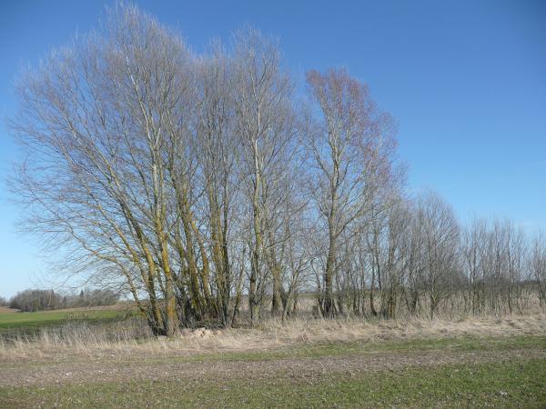 Pamiškių senkapis