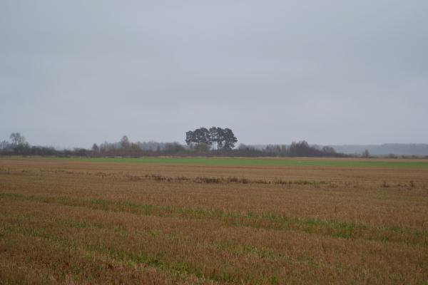 Lavėnų (Niurkonių) senkapis