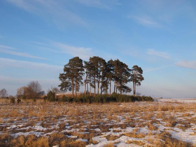 Lavėnų (Niurkonių) senkapis