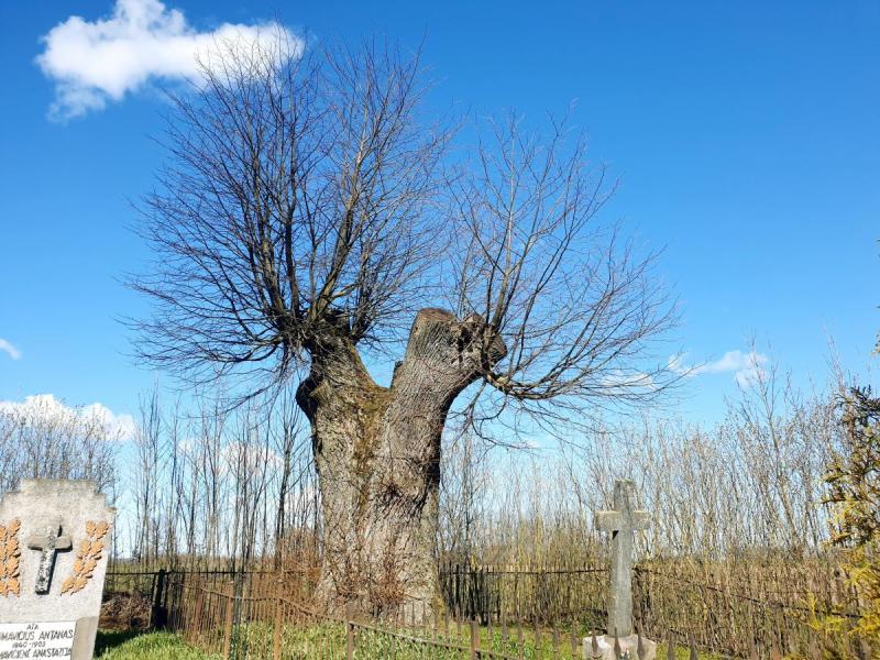 Dvarininkų Chodakauskų kapavietė