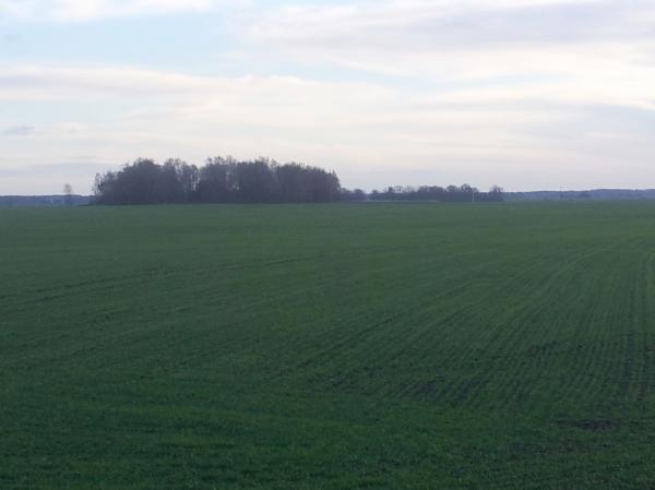 Vienžindžių senkapis