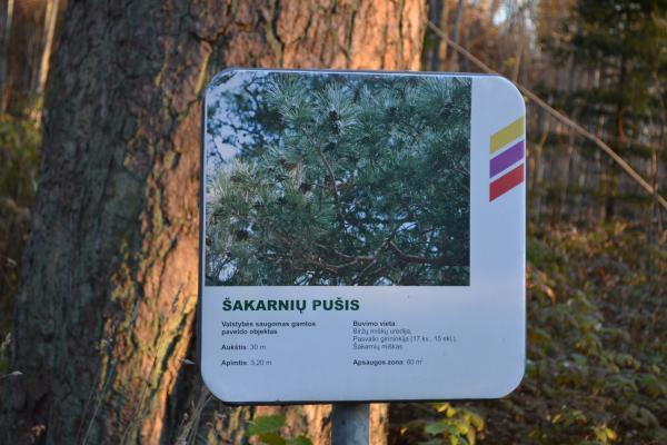 Šakarnių pušis
