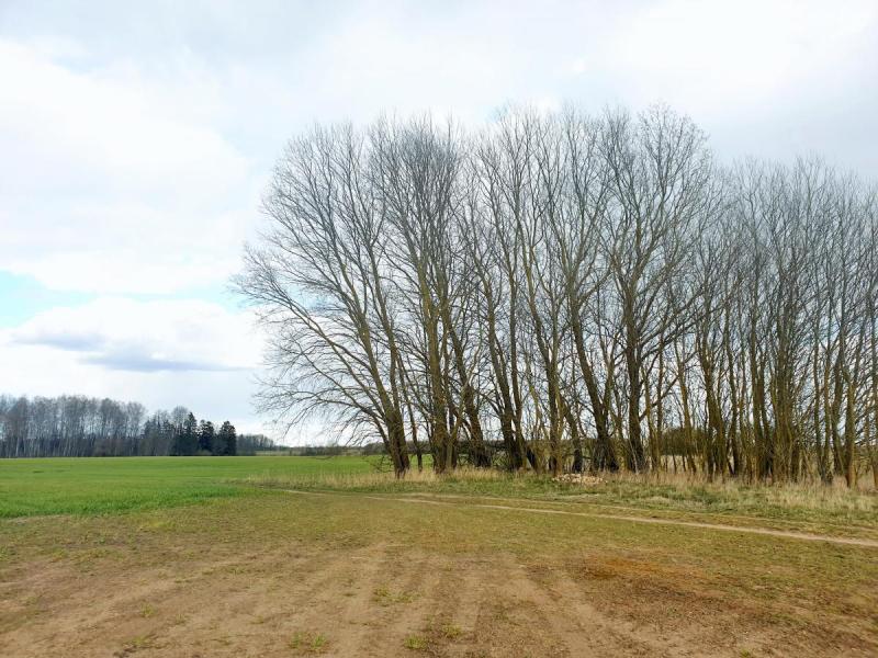 Pamiškių senkapis