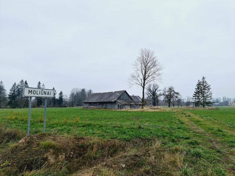 Moliūnų ąžuolas