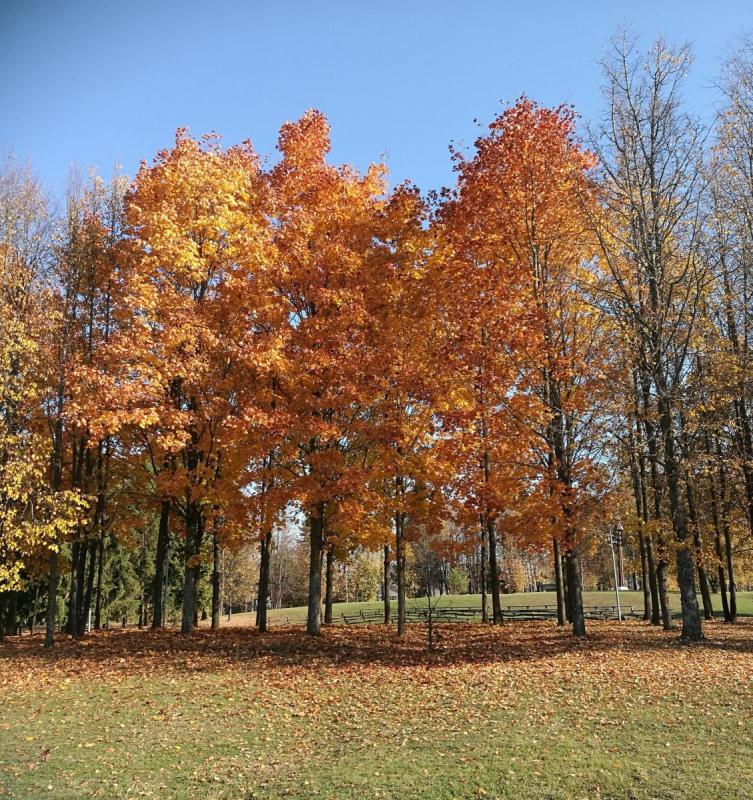Smegduobių parkas Pasvalyje