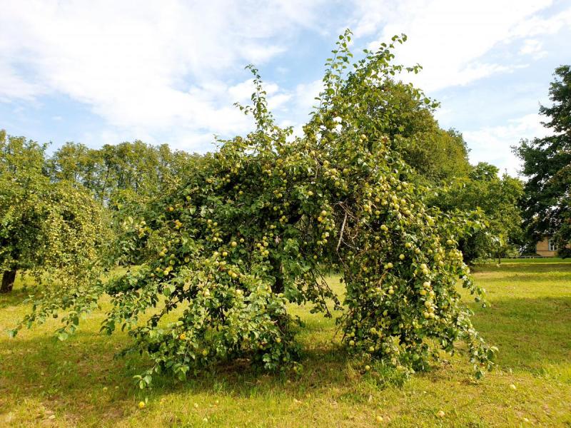 Žadeikių dvaras